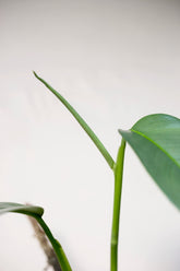 Epipremnum sp. Salaka